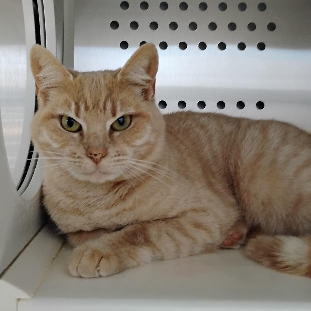 Enlarge Lindsay Lohan, a Adoptable Domestic Short Hair in Winchester, TN image 1/1