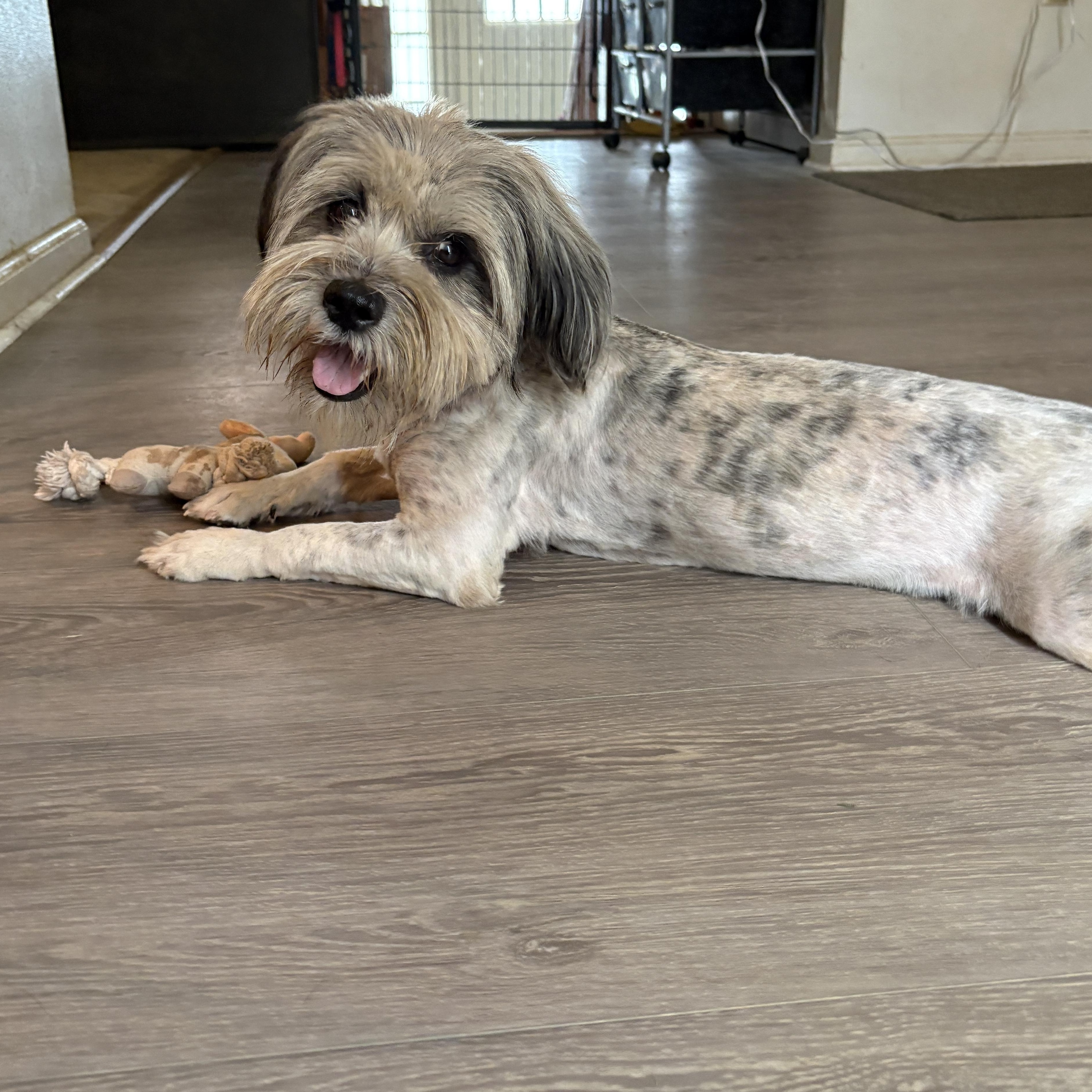 Enlarge Cassidy, a ADOPTABLE mixed breed in Silver Spring, MD image 5/6