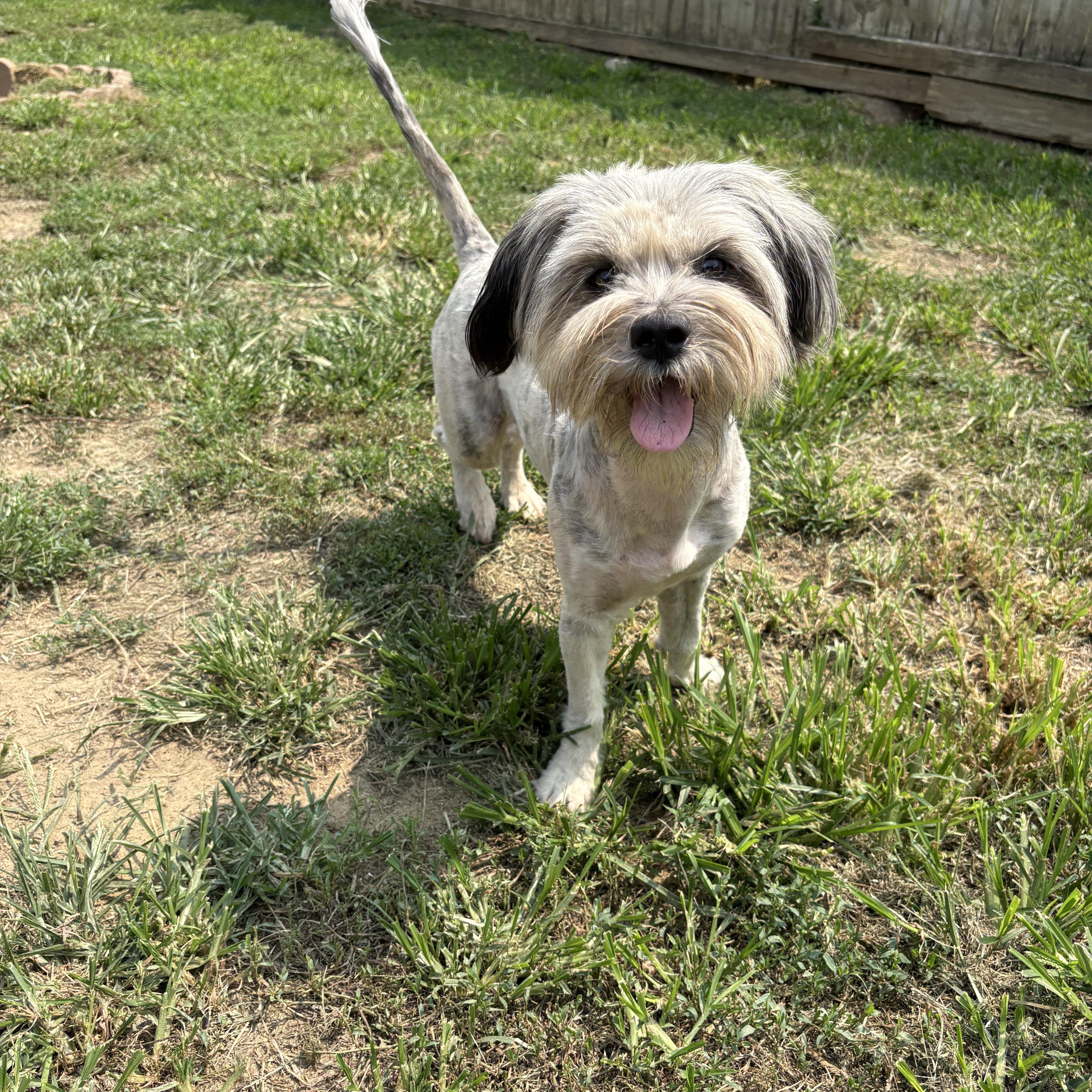 Enlarge Cassidy, a ADOPTABLE mixed breed in Silver Spring, MD image 2/6