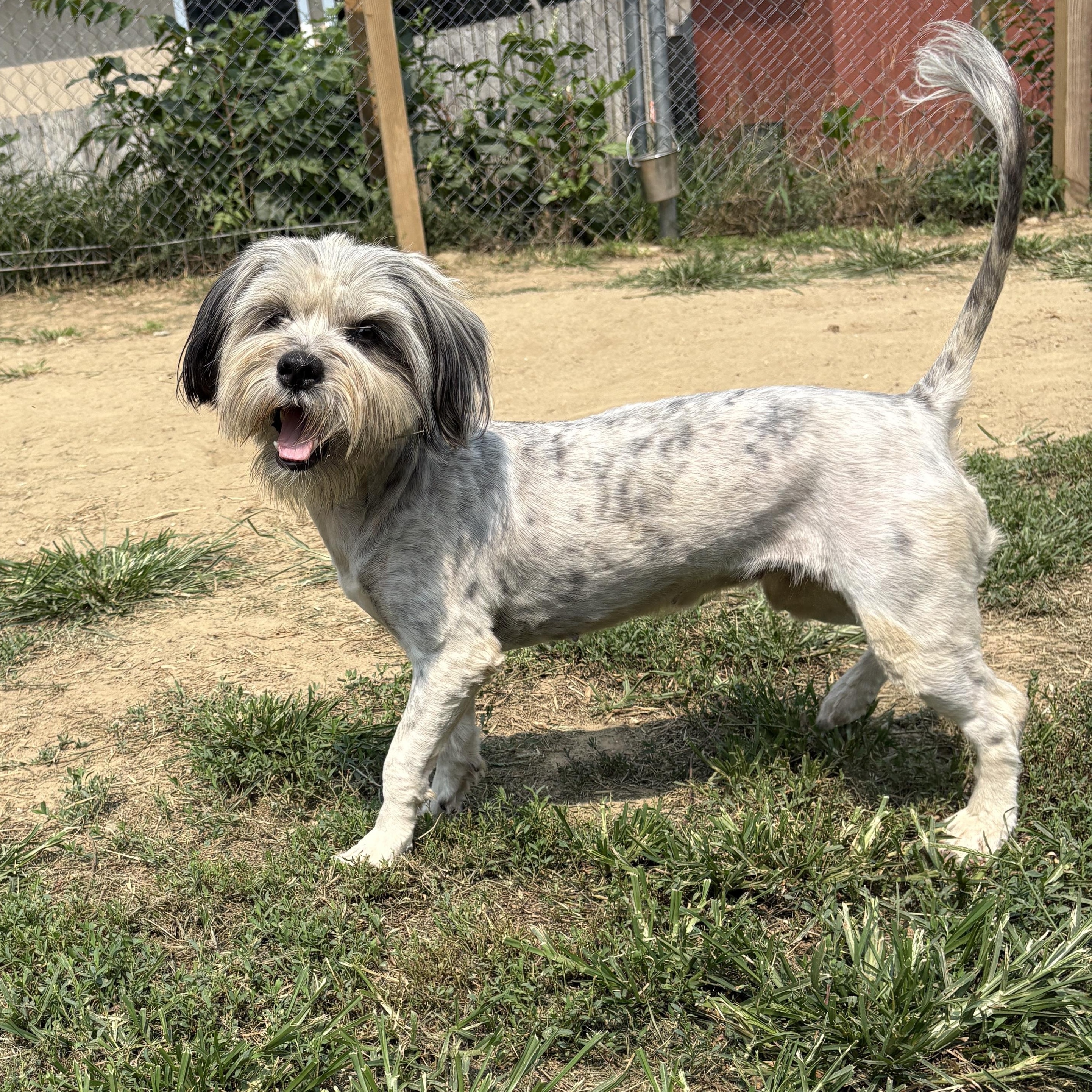 Enlarge Cassidy, a ADOPTABLE mixed breed in Silver Spring, MD image 3/6