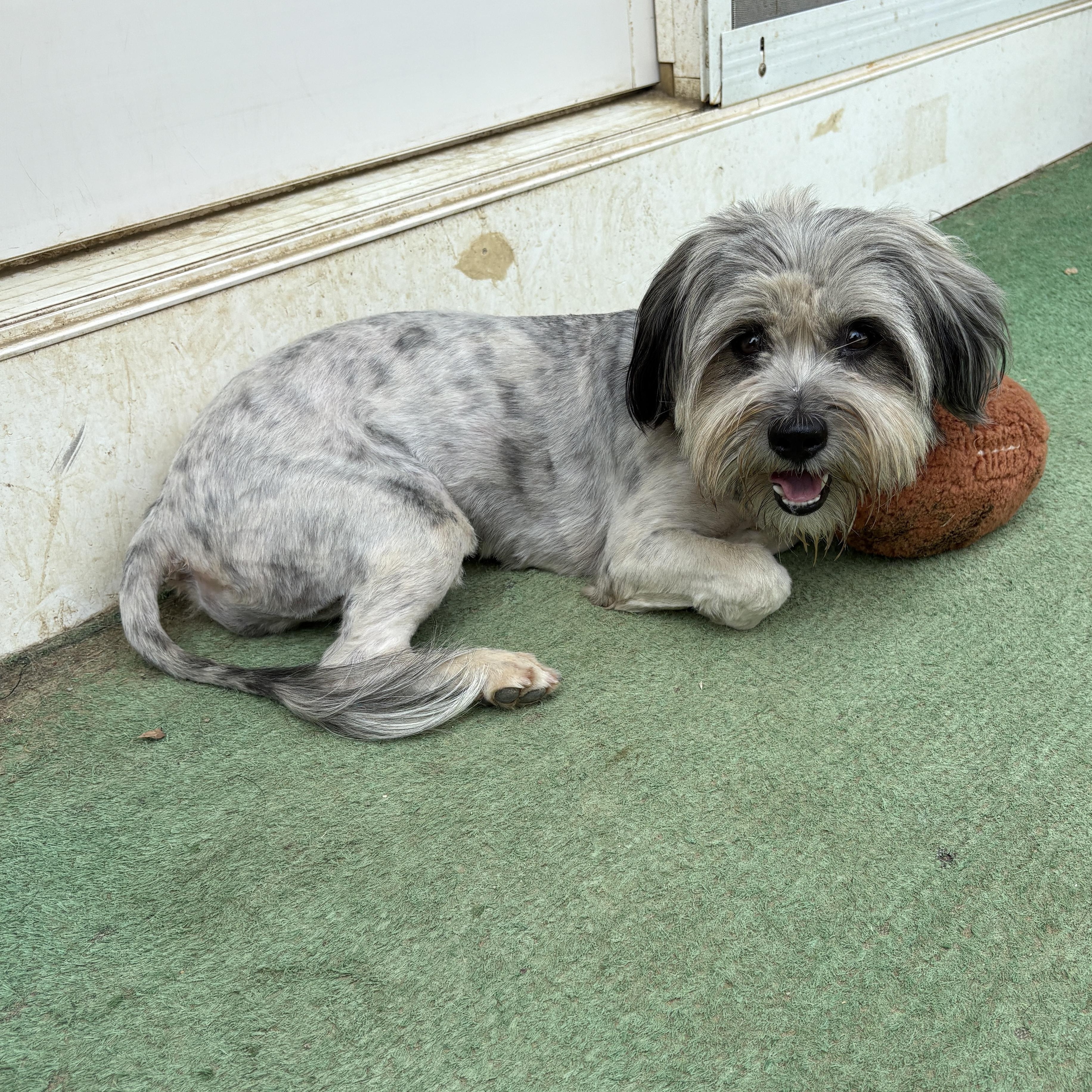 Enlarge Cassidy, a ADOPTABLE mixed breed in Silver Spring, MD image 4/6