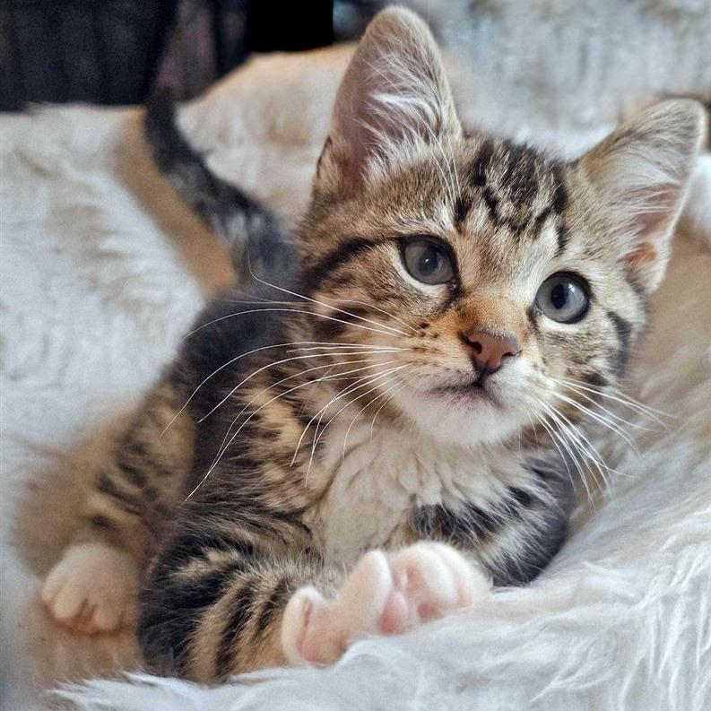 Enlarge Bailey, a Adoptable Domestic Short Hair in Fairfax, VA image 1/2