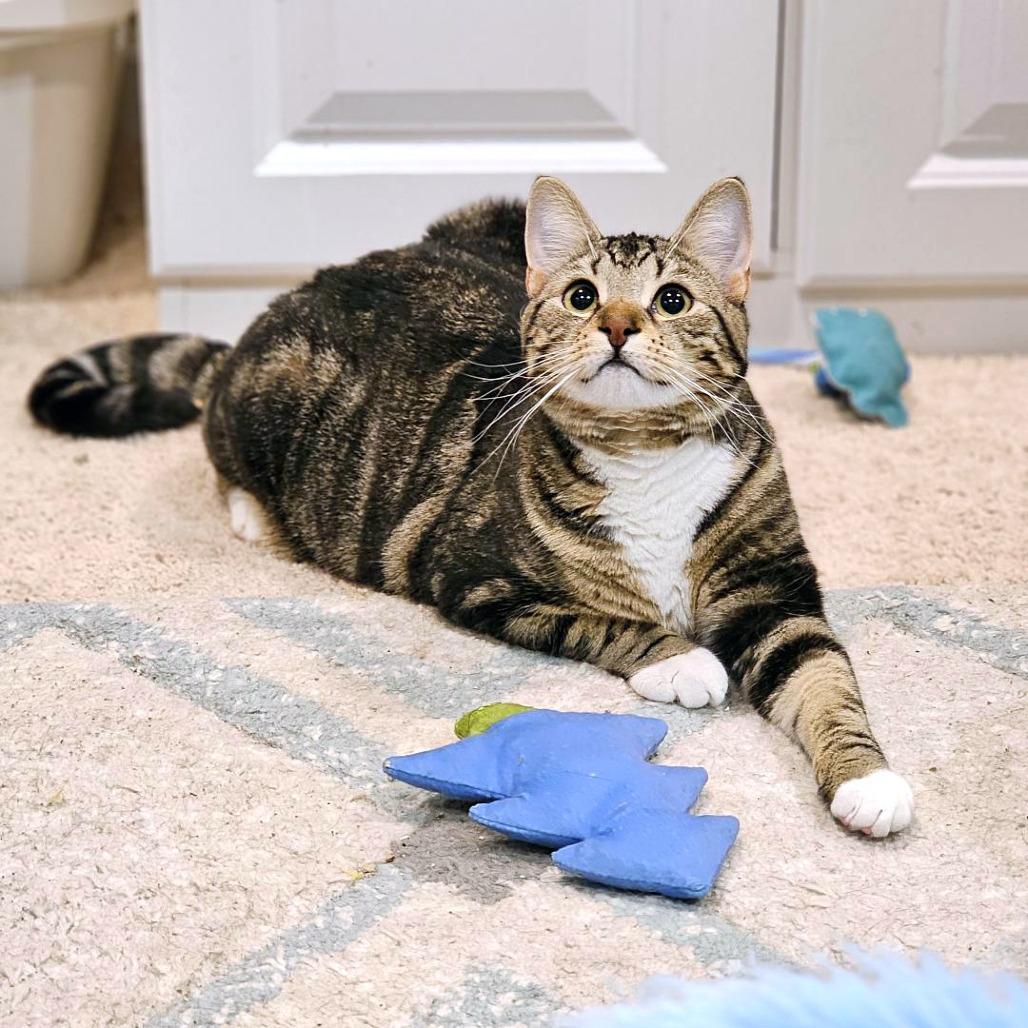 Enlarge Bailey, a Adoptable Domestic Short Hair in Fairfax, VA image 1/6