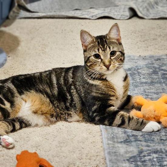 Enlarge Bailey, a Adoptable Domestic Short Hair in Fairfax, VA image 1/2