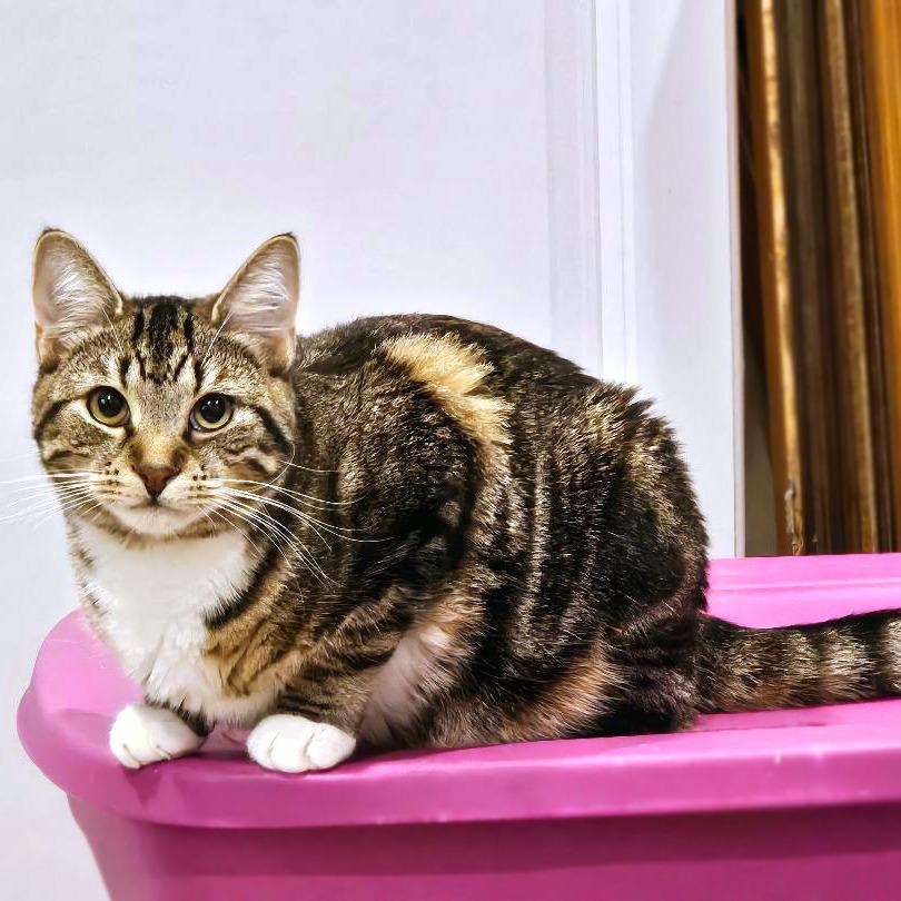 Enlarge Bailey, a Adoptable Domestic Short Hair in Fairfax, VA image 3/6