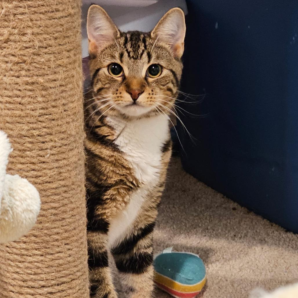 Enlarge Bailey, a Adoptable Domestic Short Hair in Fairfax, VA image 2/2