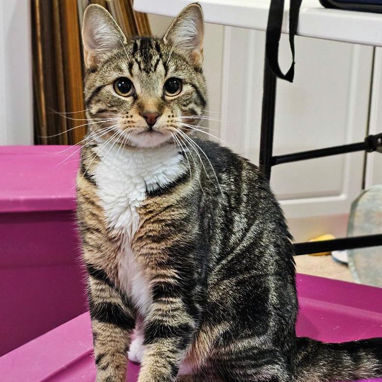 Enlarge Bailey, a Adoptable Domestic Short Hair in Fairfax, VA image 5/6