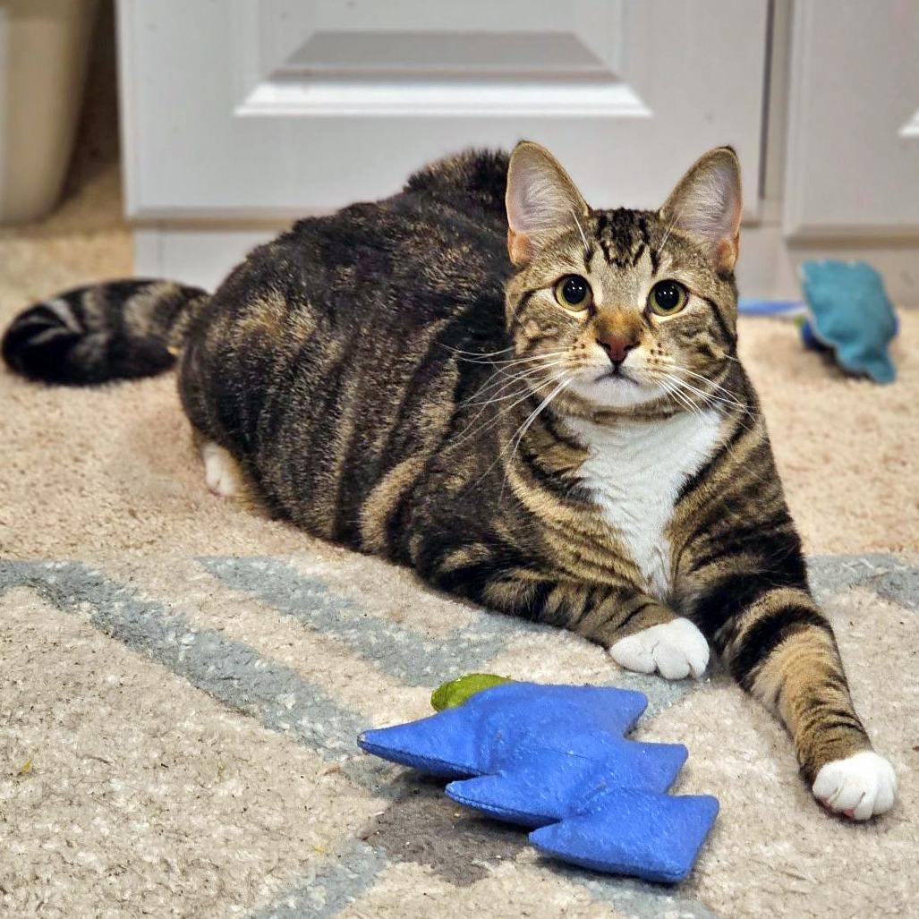 Enlarge Bailey, a Adoptable Domestic Short Hair in Fairfax, VA image 6/6