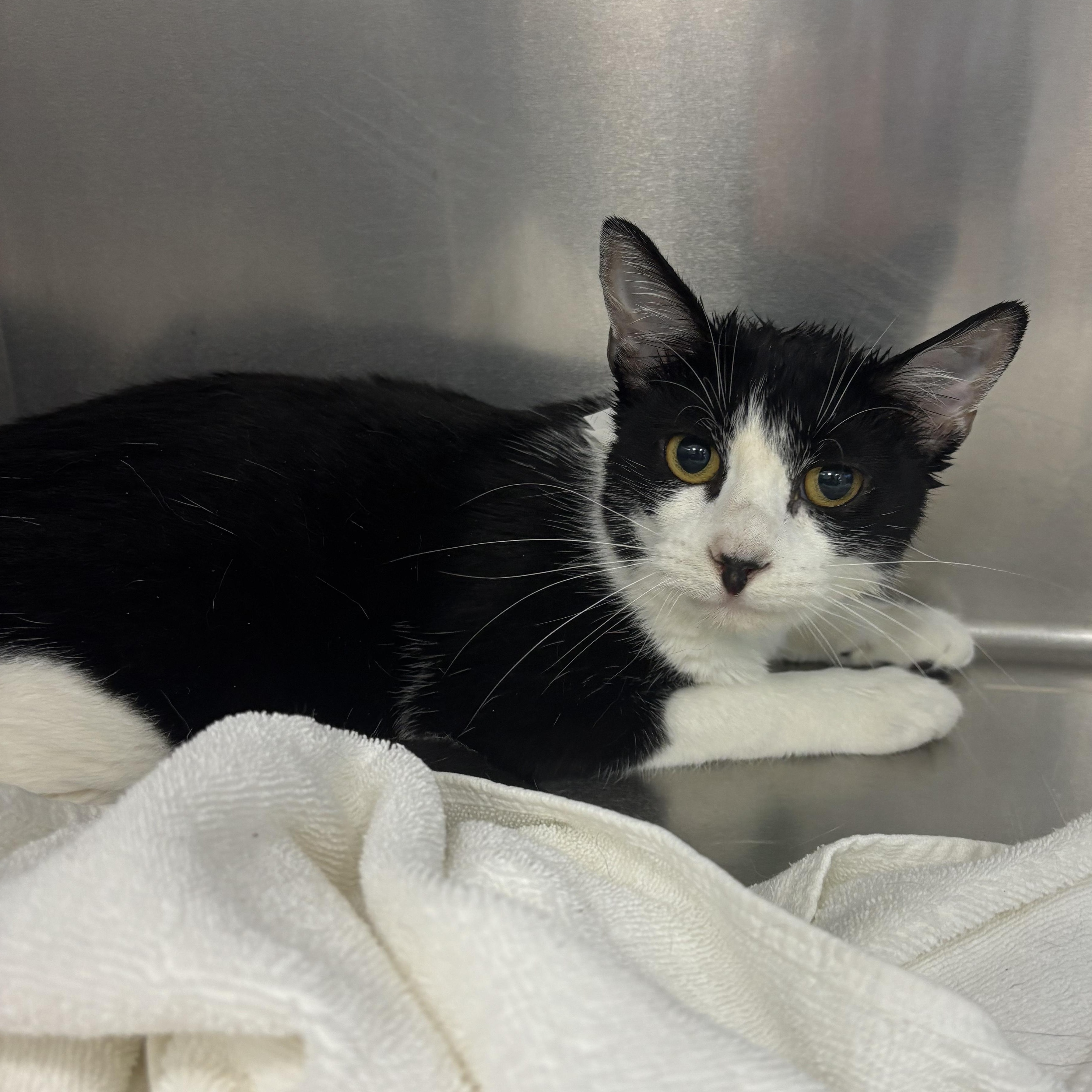 Samantha, Adoptable, Adult Female Domestic Short Hair.