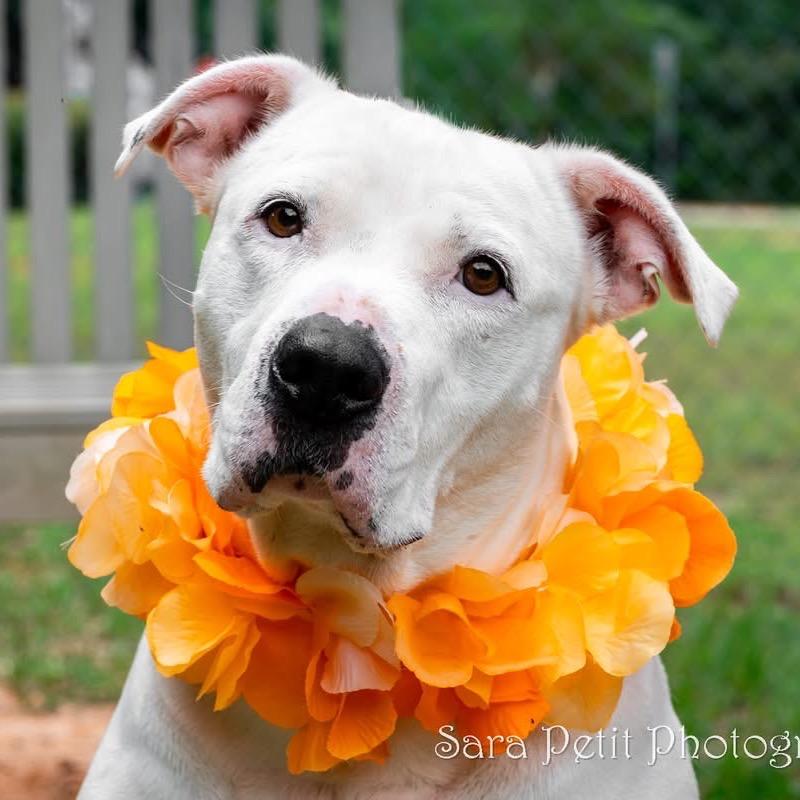 Posie, Adoptable, Adult Female Mixed Breed.