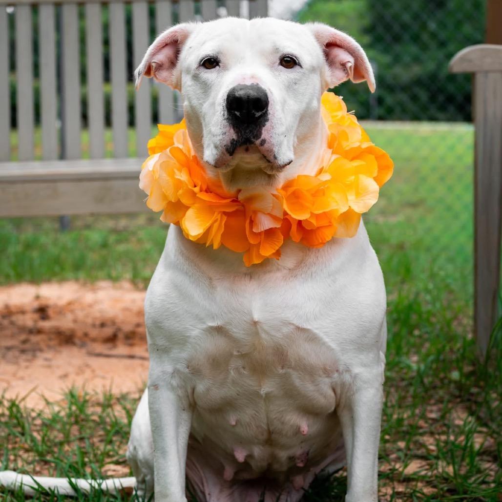 Posie, a Adoptable Mixed Breed in Milton, FL image 2/5