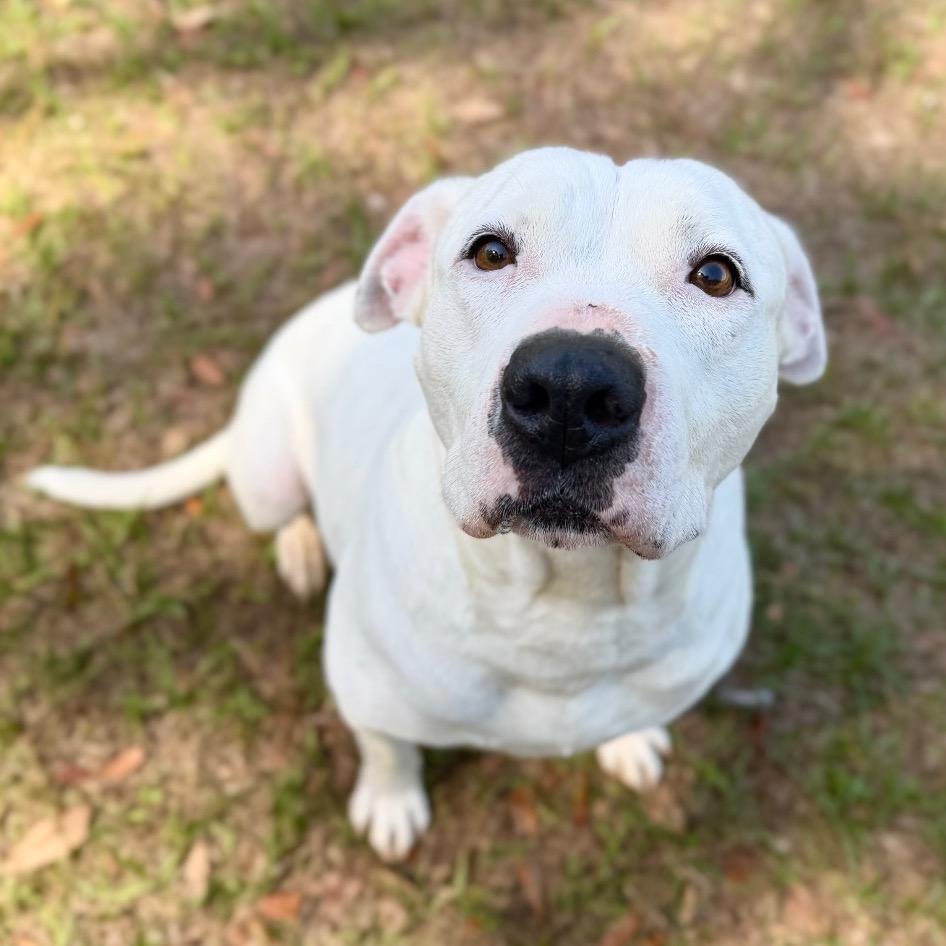Posie, a Adoptable Mixed Breed in Milton, FL image 3/5