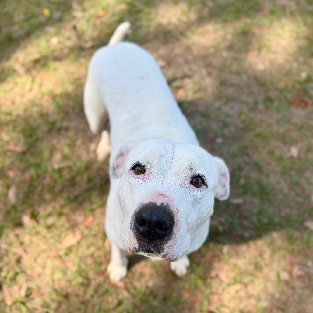 Posie, a Adoptable Mixed Breed in Milton, FL image 4/5