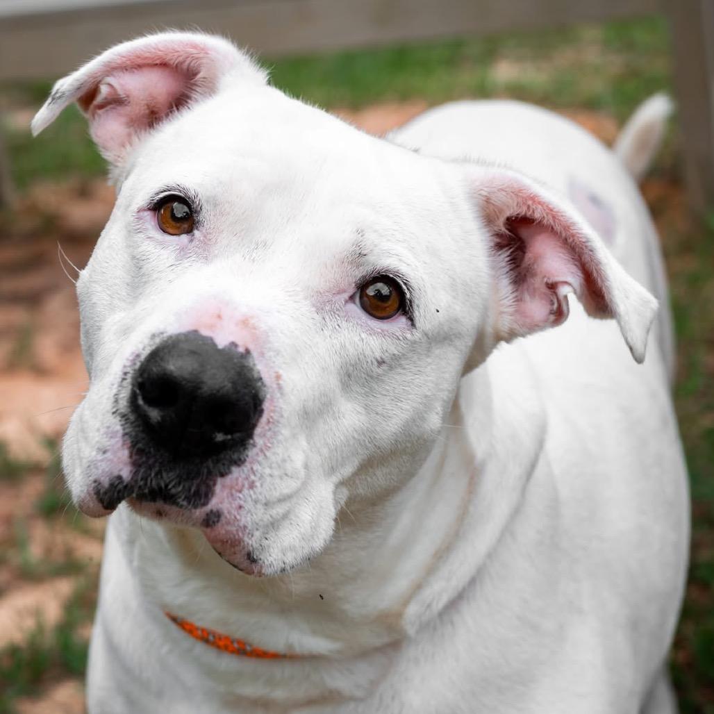 Posie, a Adoptable Mixed Breed in Milton, FL image 5/5