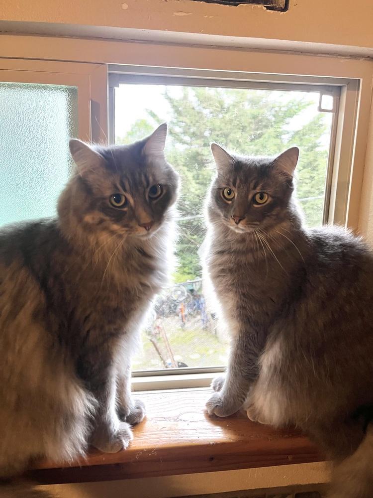 Enlarge Smoky, a Adoptable Domestic Medium Hair in Bellingham, WA image 1/3