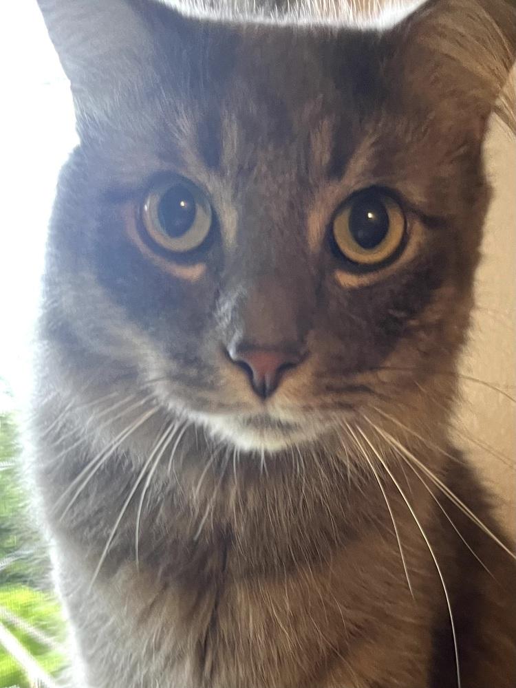 Enlarge Smoky, a Adoptable Domestic Medium Hair in Bellingham, WA image 2/3