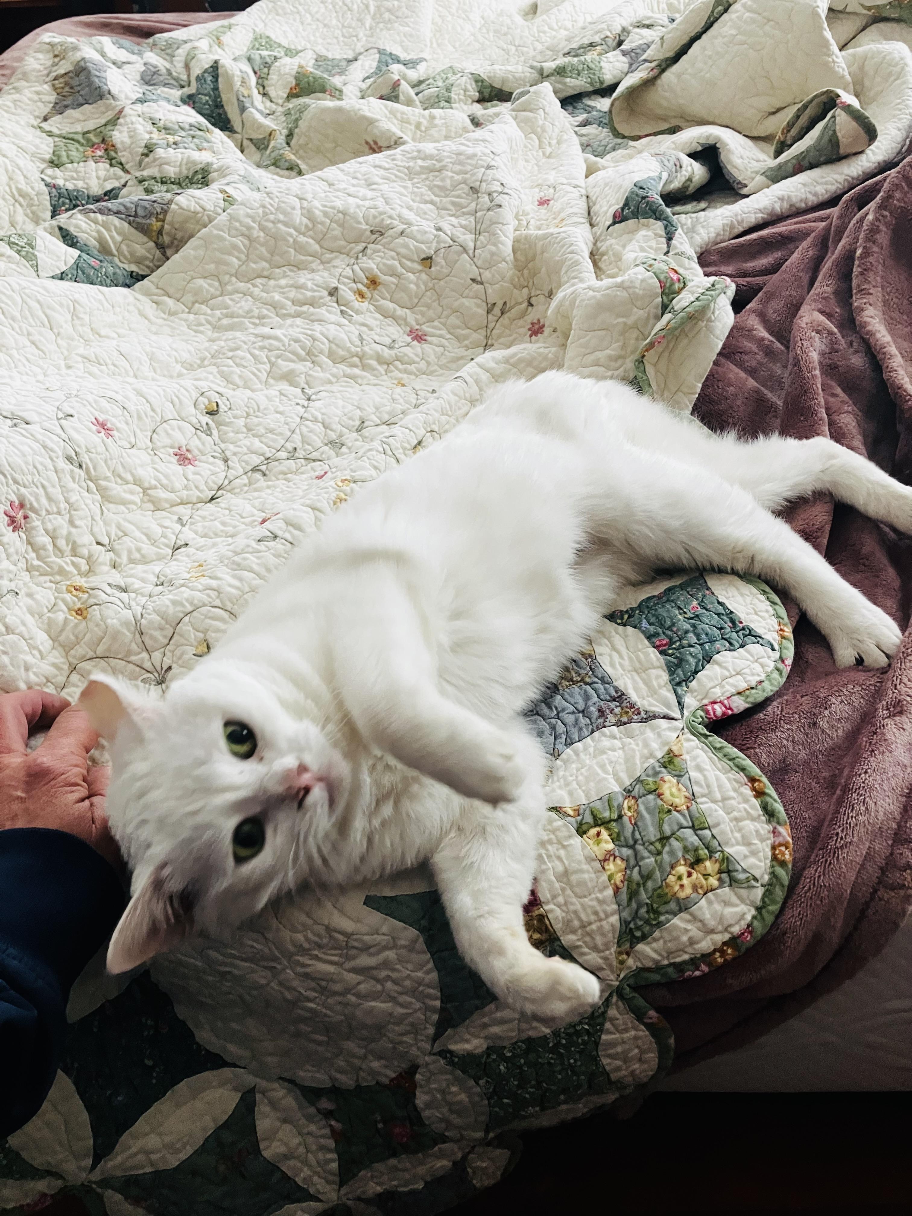 Snow Bunny, Adopted, Adult Female Domestic Short Hair.