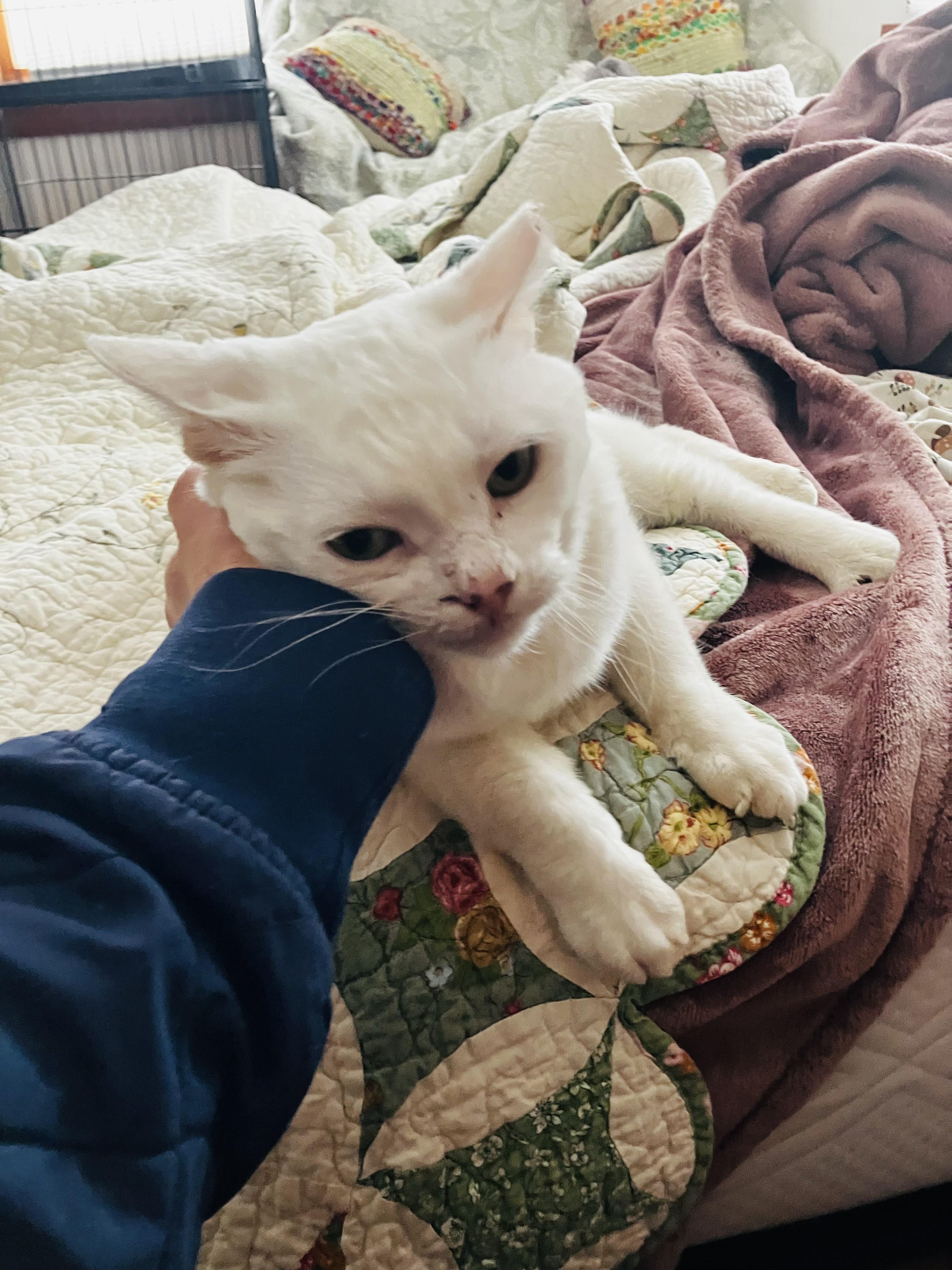 Snow Bunny, a Adopted Domestic Short Hair in Beattie, KS image 2/3