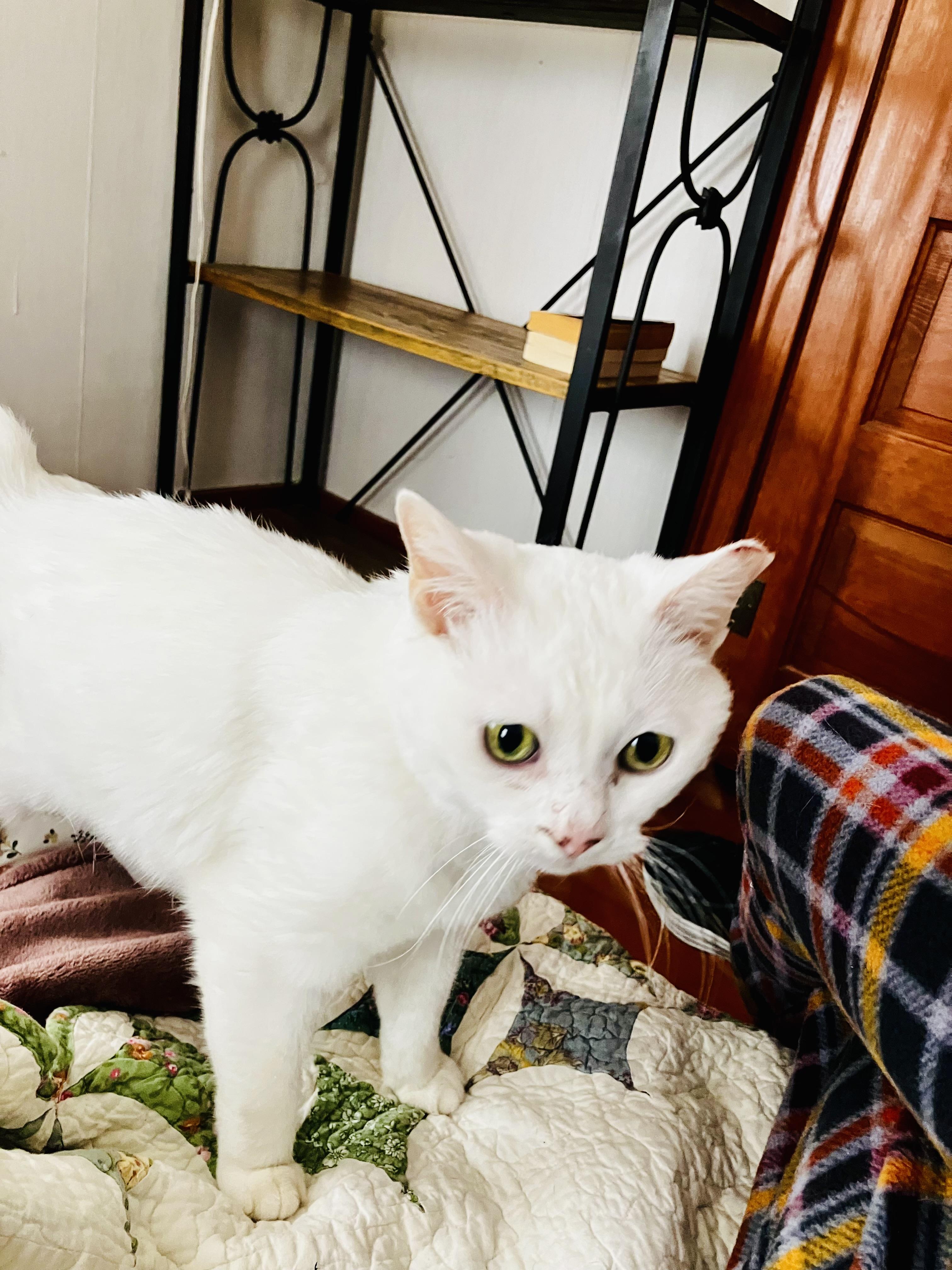 Snow Bunny, a Adopted Domestic Short Hair in Beattie, KS image 3/3