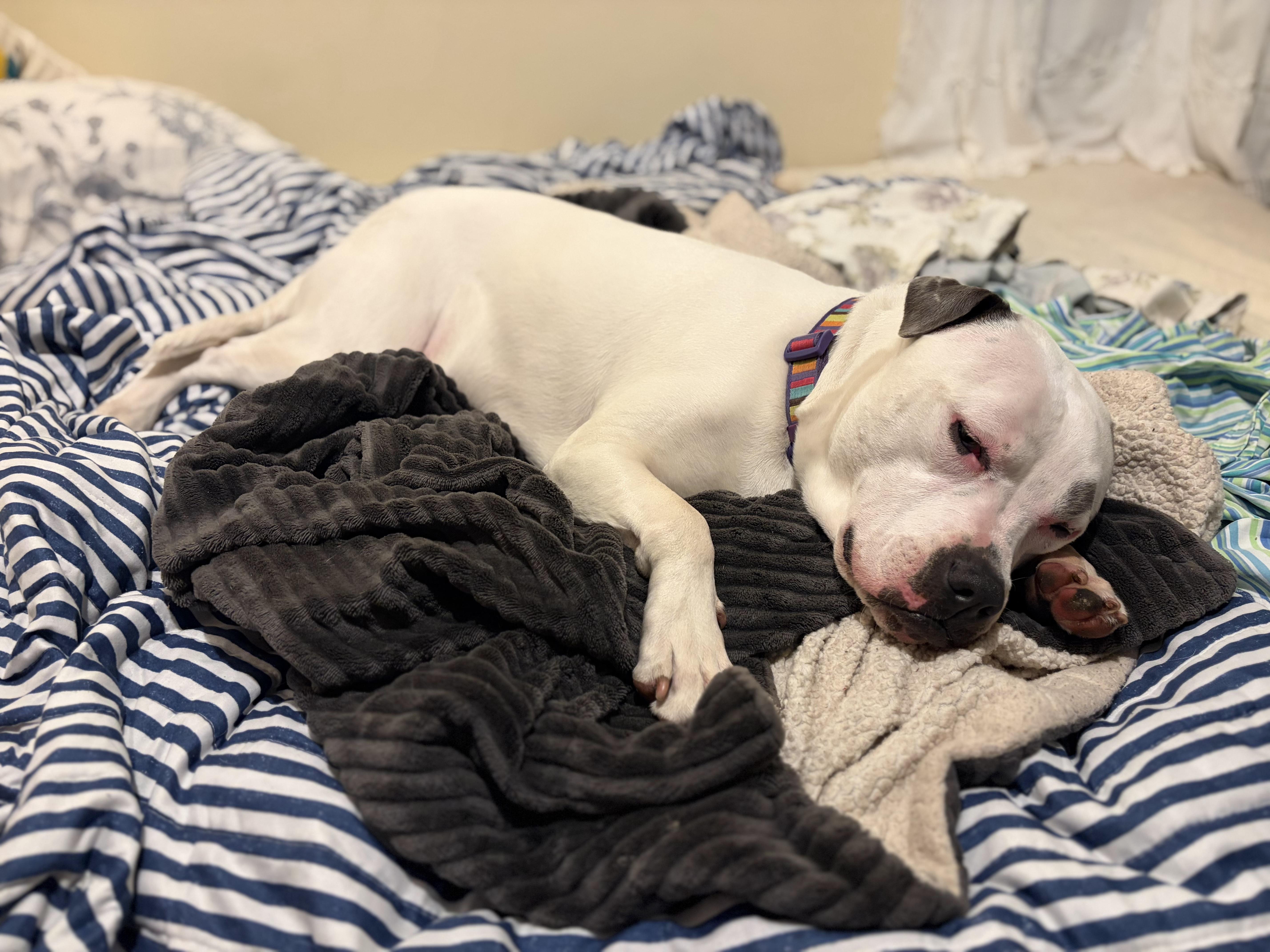 Bjork, Adoptable, Young Female Pit Bull Terrier & American Staffordshire Terrier.