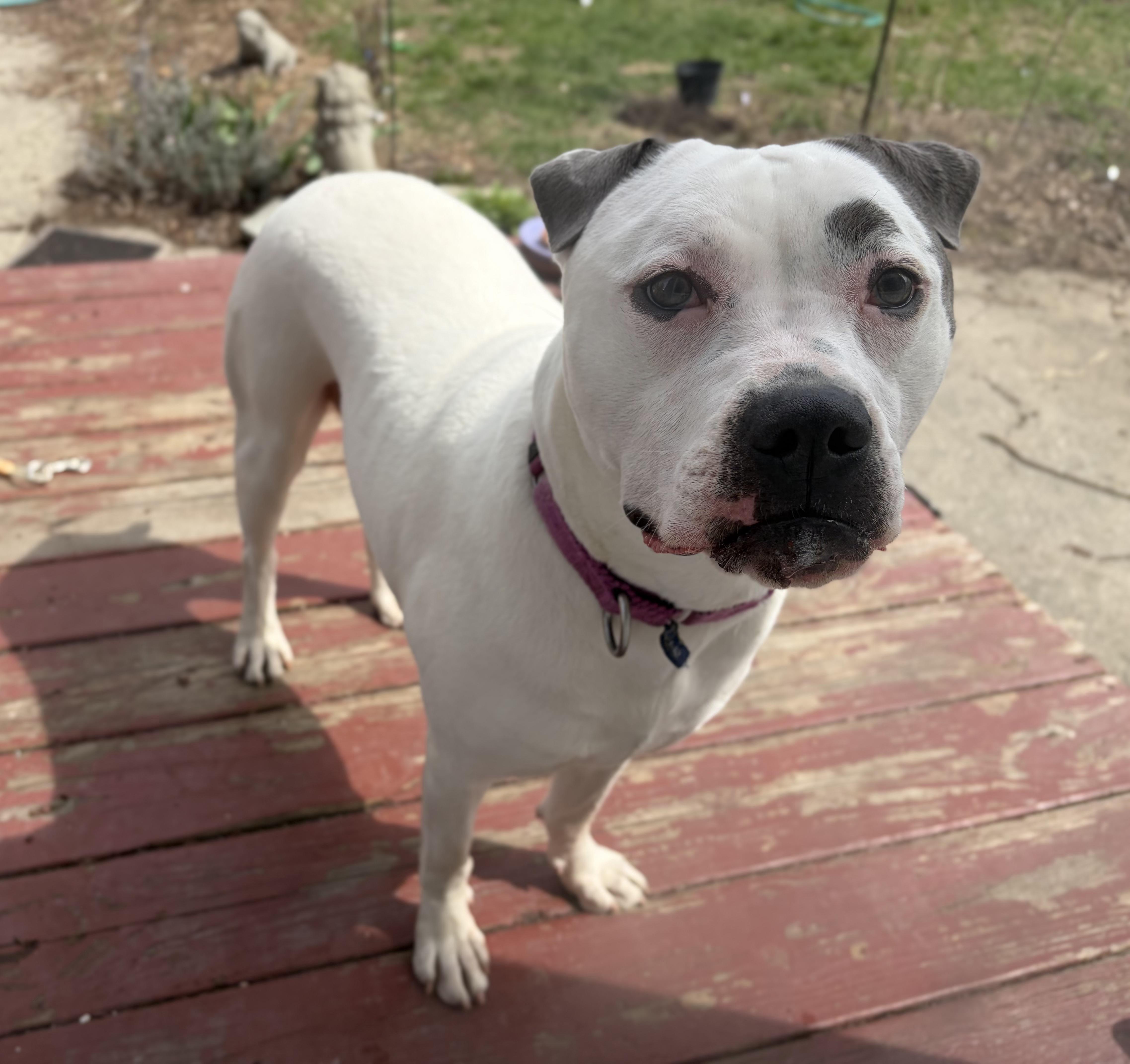 Bjork, Adoptable, Young Female Pit Bull Terrier & American Staffordshire Terrier.