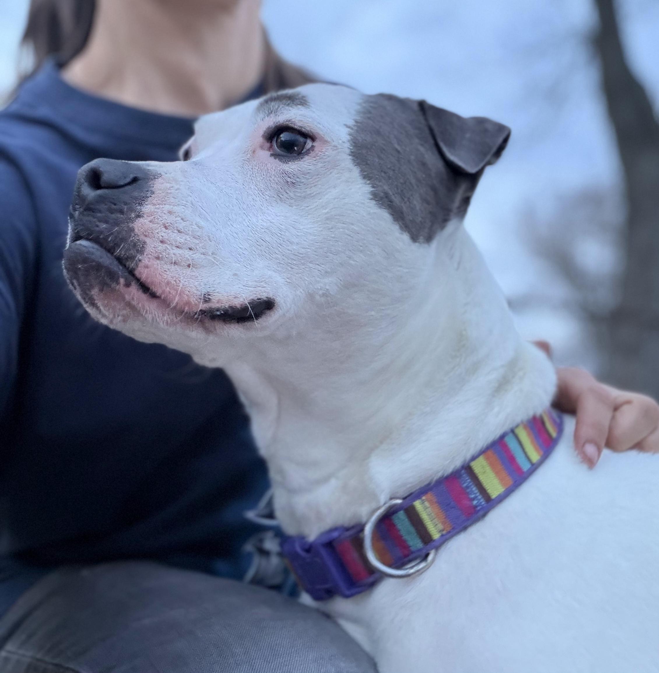 Enlarge Bjork, a Adoptable mixed breed in Troy, MI image 3/6