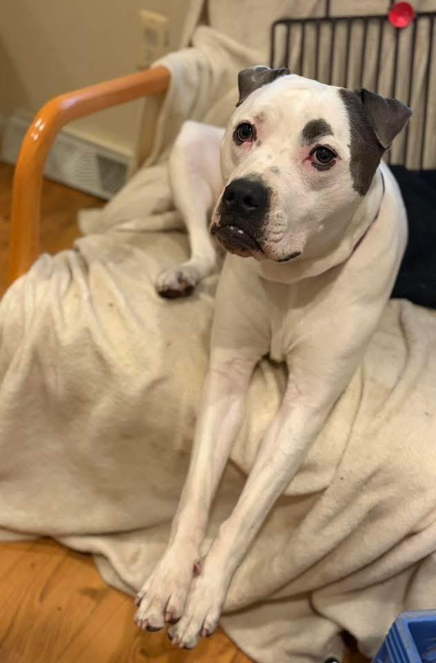 Bjork, a Adoptable mixed breed in Troy, MI image 1/6