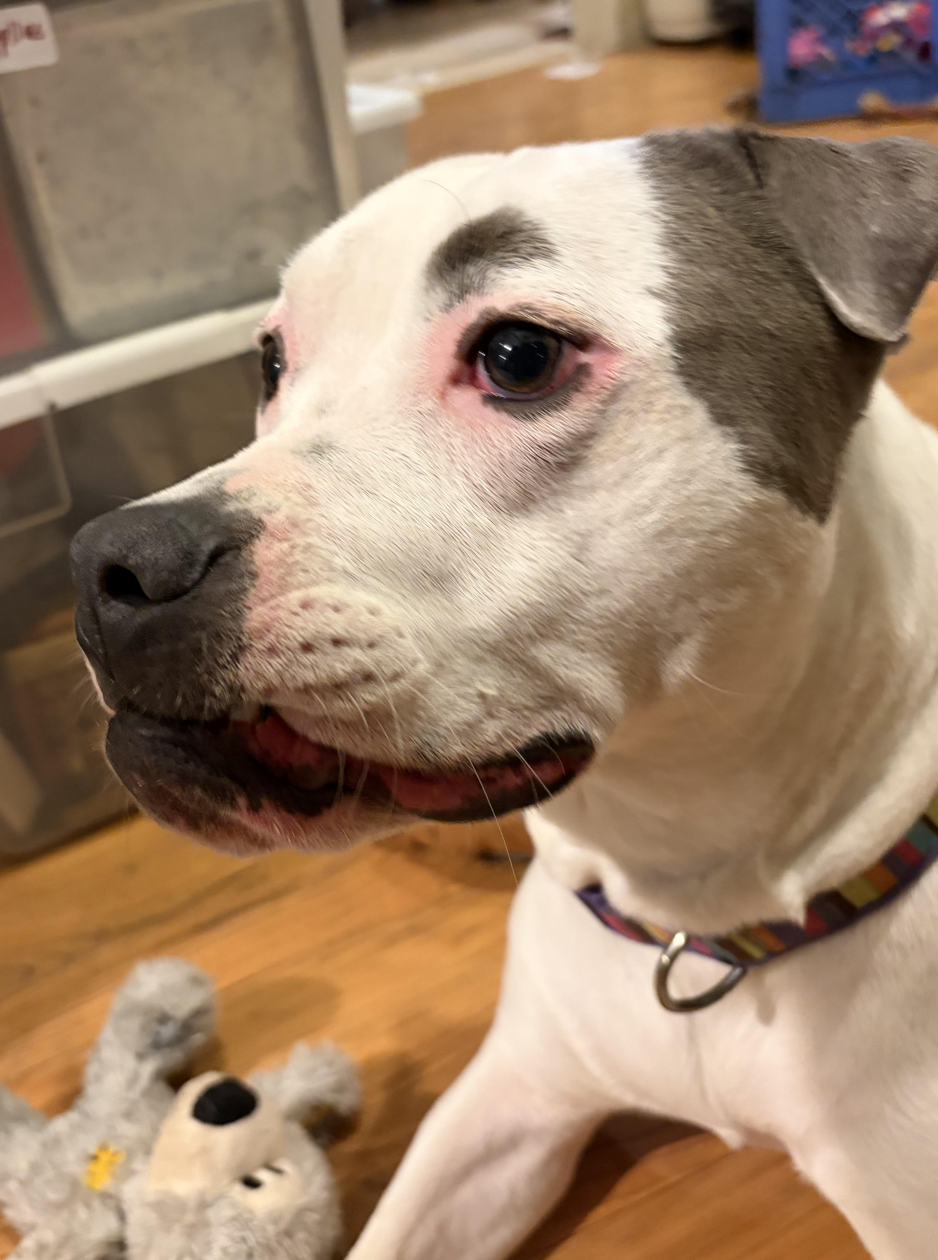 Enlarge Bjork, a Adoptable mixed breed in Troy, MI image 4/6