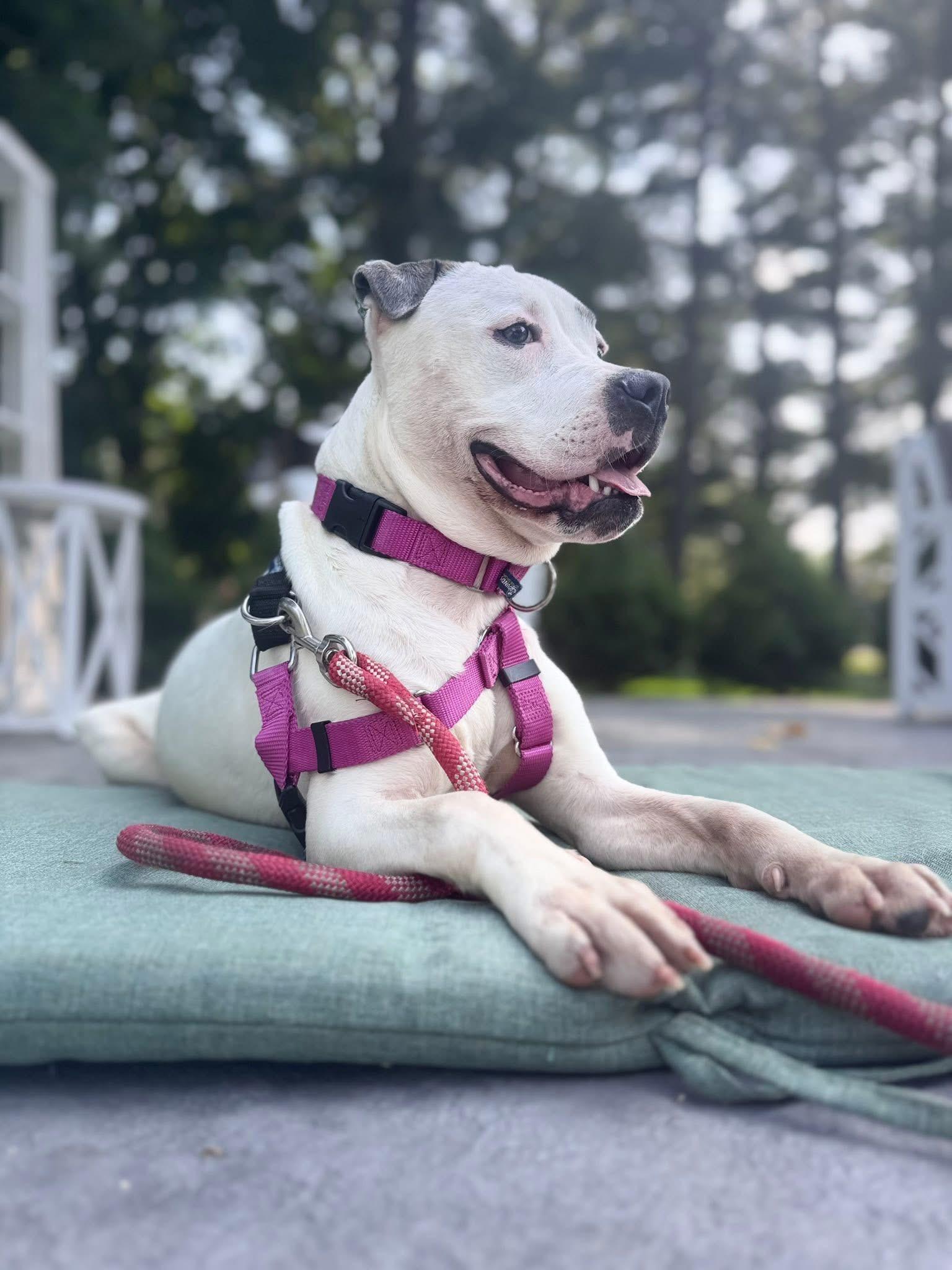 Enlarge Bjork, a Adoptable mixed breed in Troy, MI image 5/6