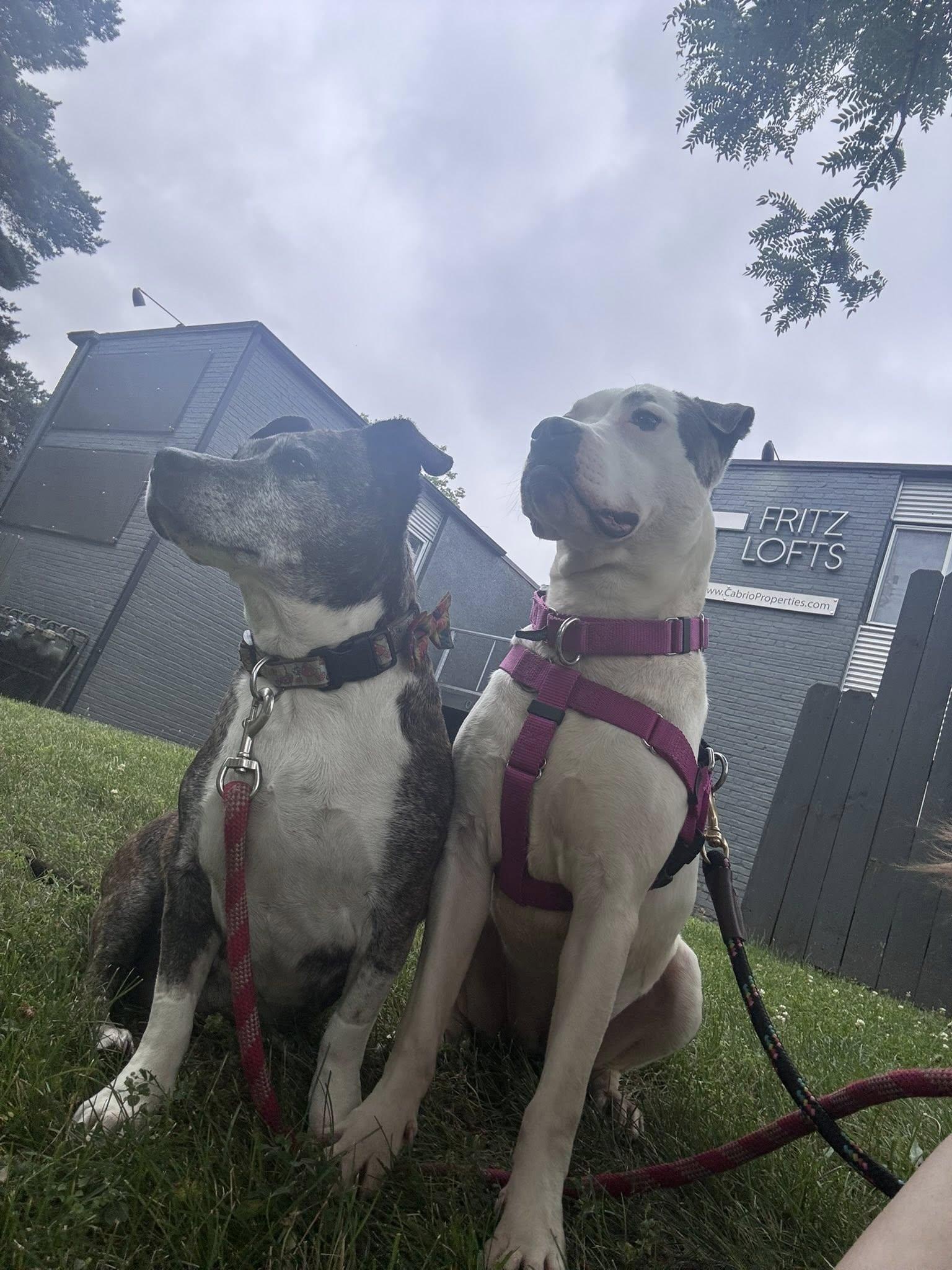 Enlarge Bjork, a Adoptable mixed breed in Troy, MI image 6/6