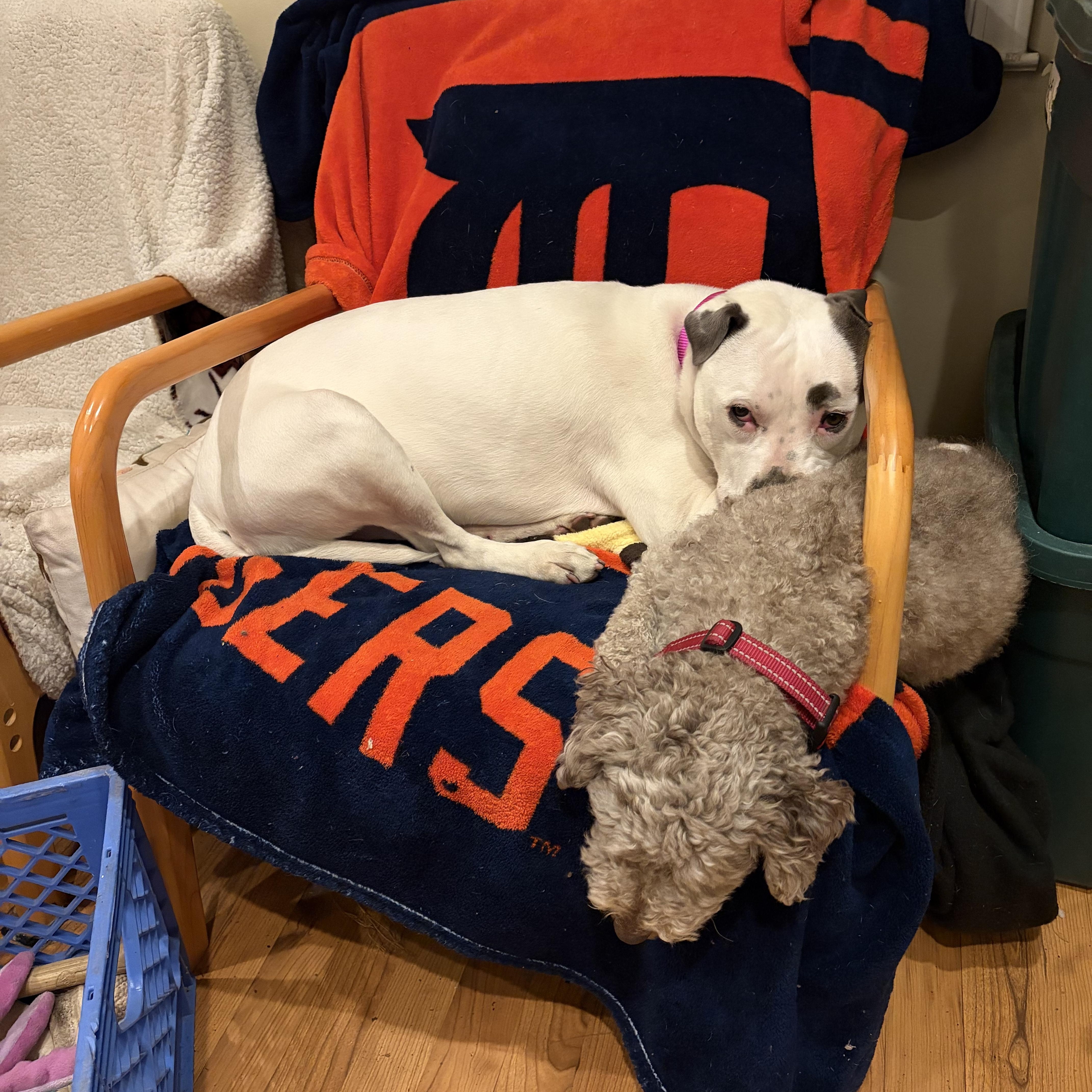 Bjork, a Adoptable mixed breed in Troy, MI image 5/6
