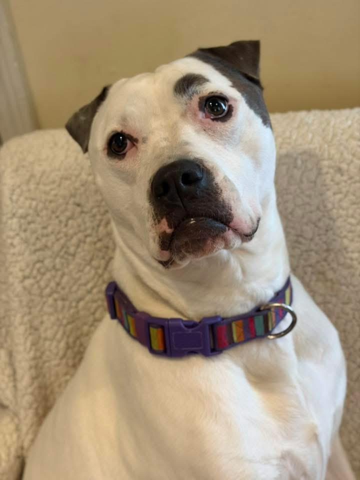 Bjork, a Adoptable mixed breed in Troy, MI image 6/6