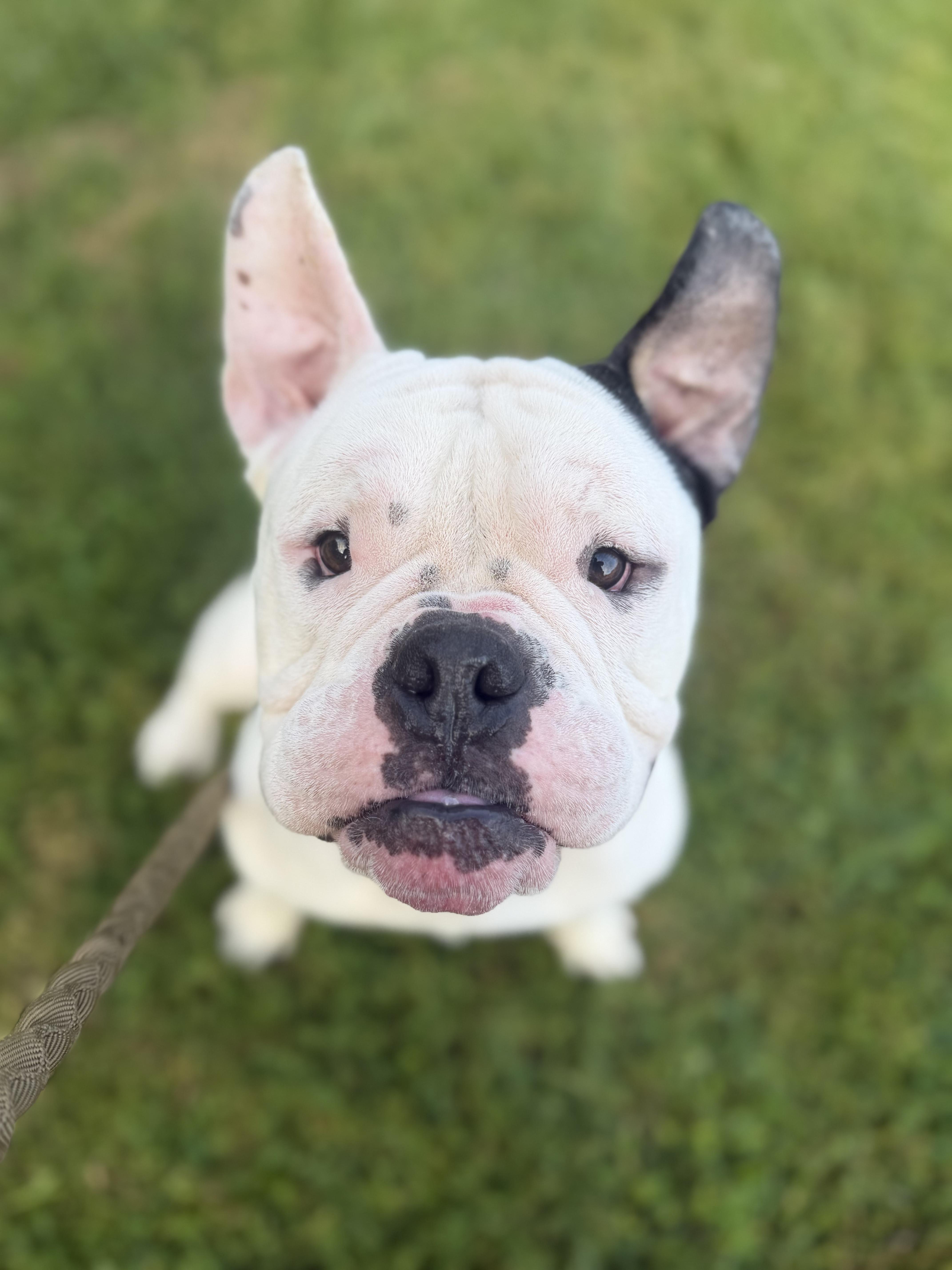 Enlarge Truman, a ADOPTABLE mixed breed in Clay, NY image 2/6