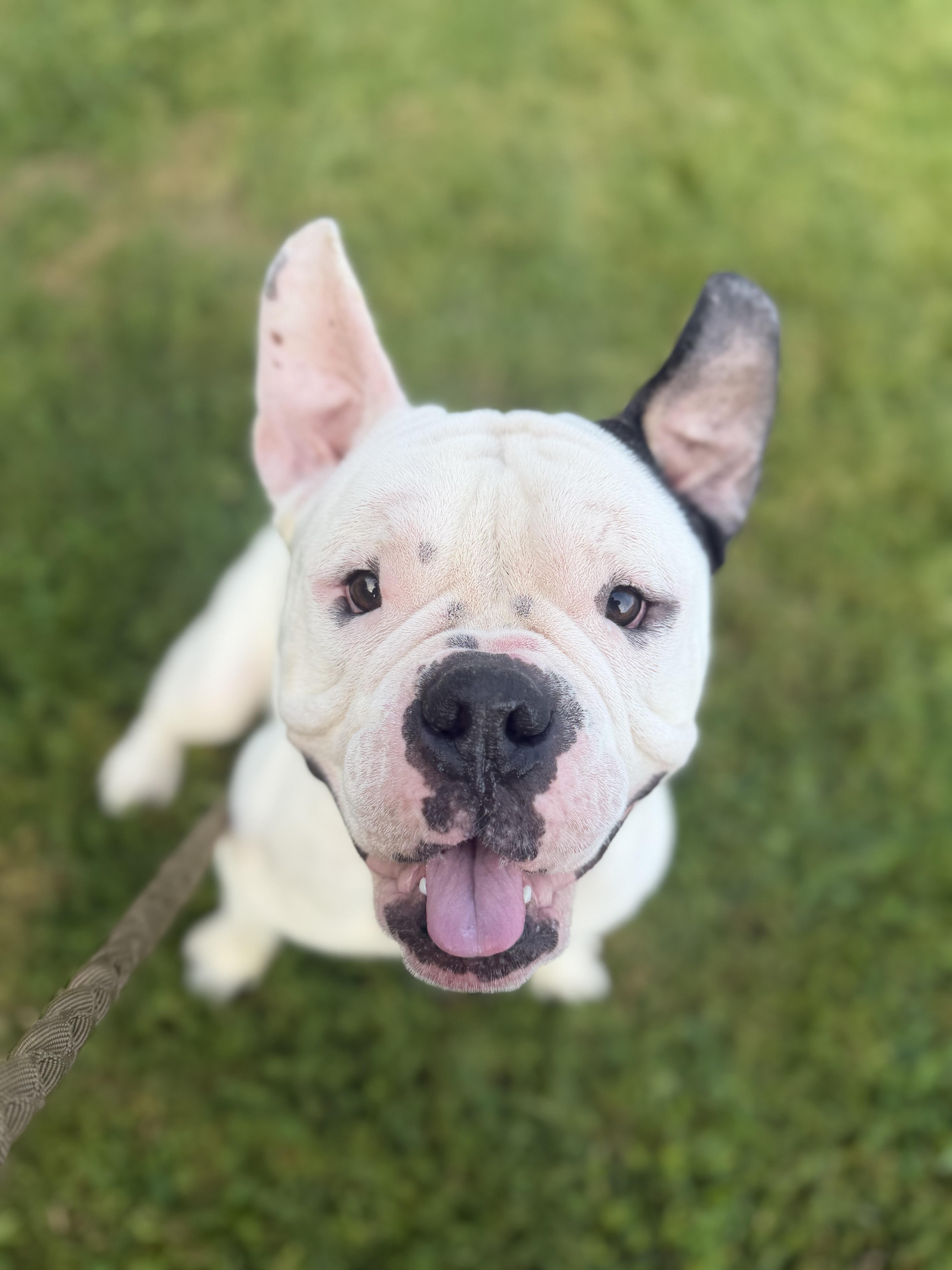Enlarge Truman, a ADOPTABLE mixed breed in Clay, NY image 5/6