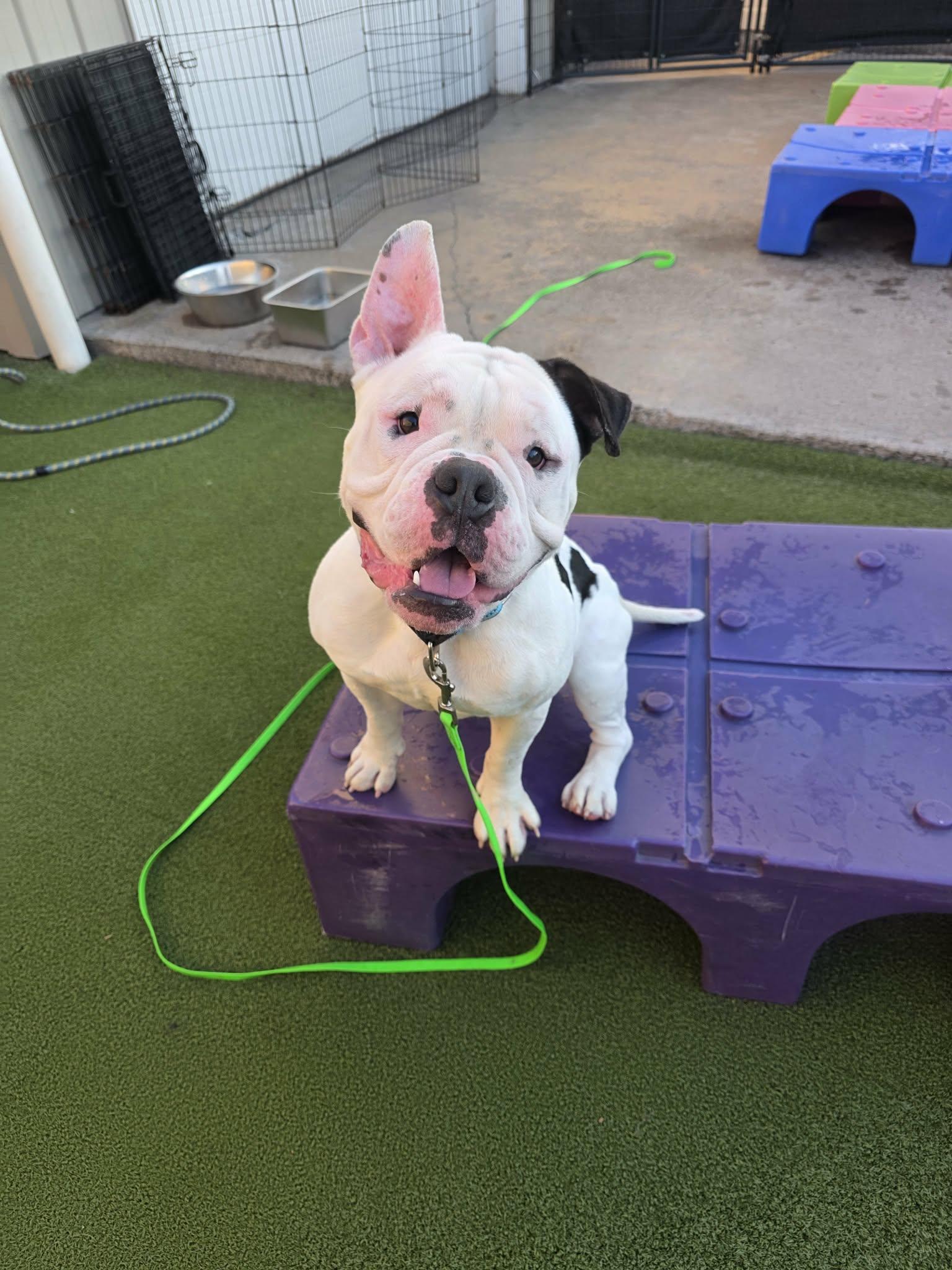 Enlarge Truman, a ADOPTABLE mixed breed in Clay, NY image 4/6