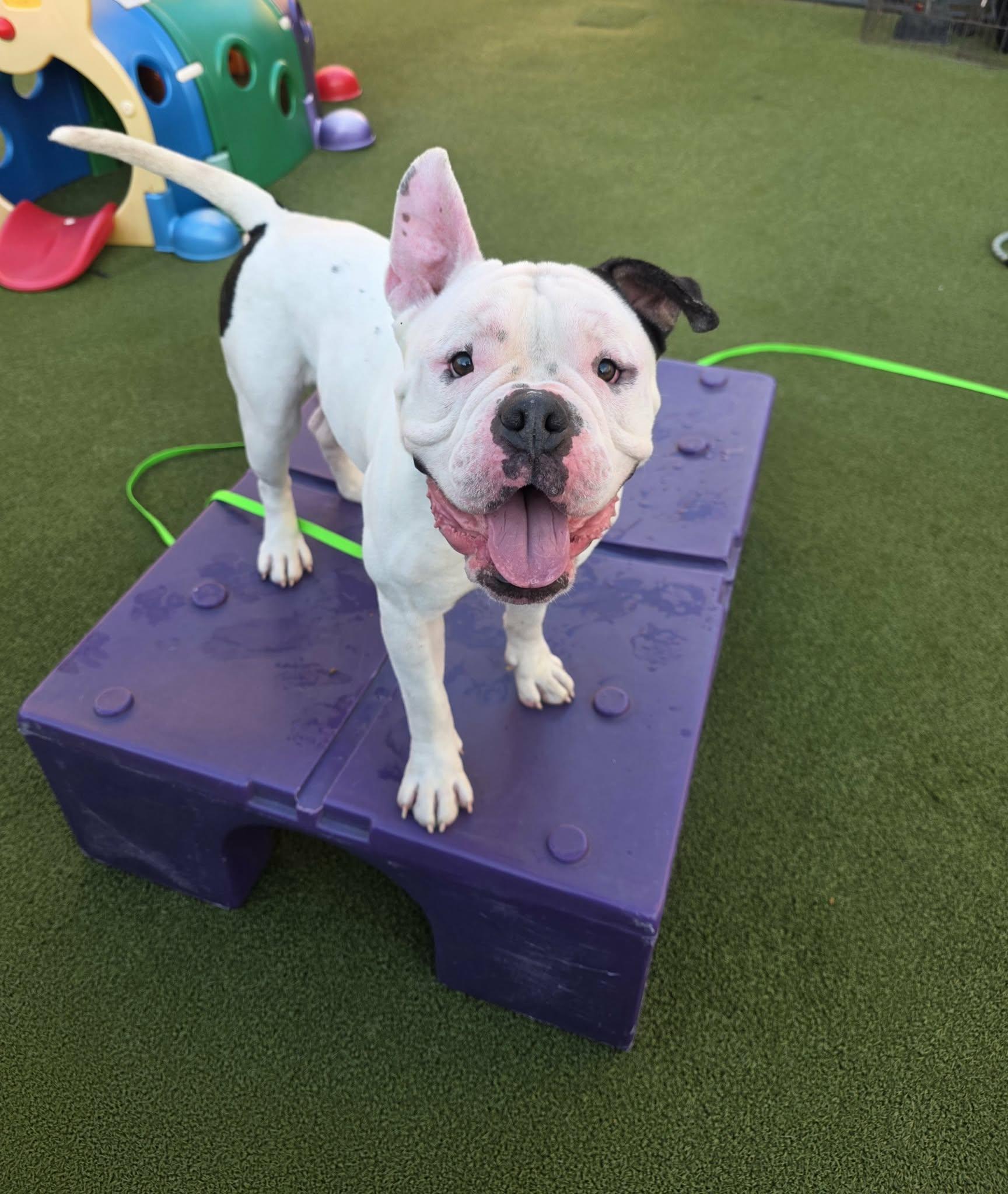 Truman, ADOPTABLE, Young Male American Bulldog.