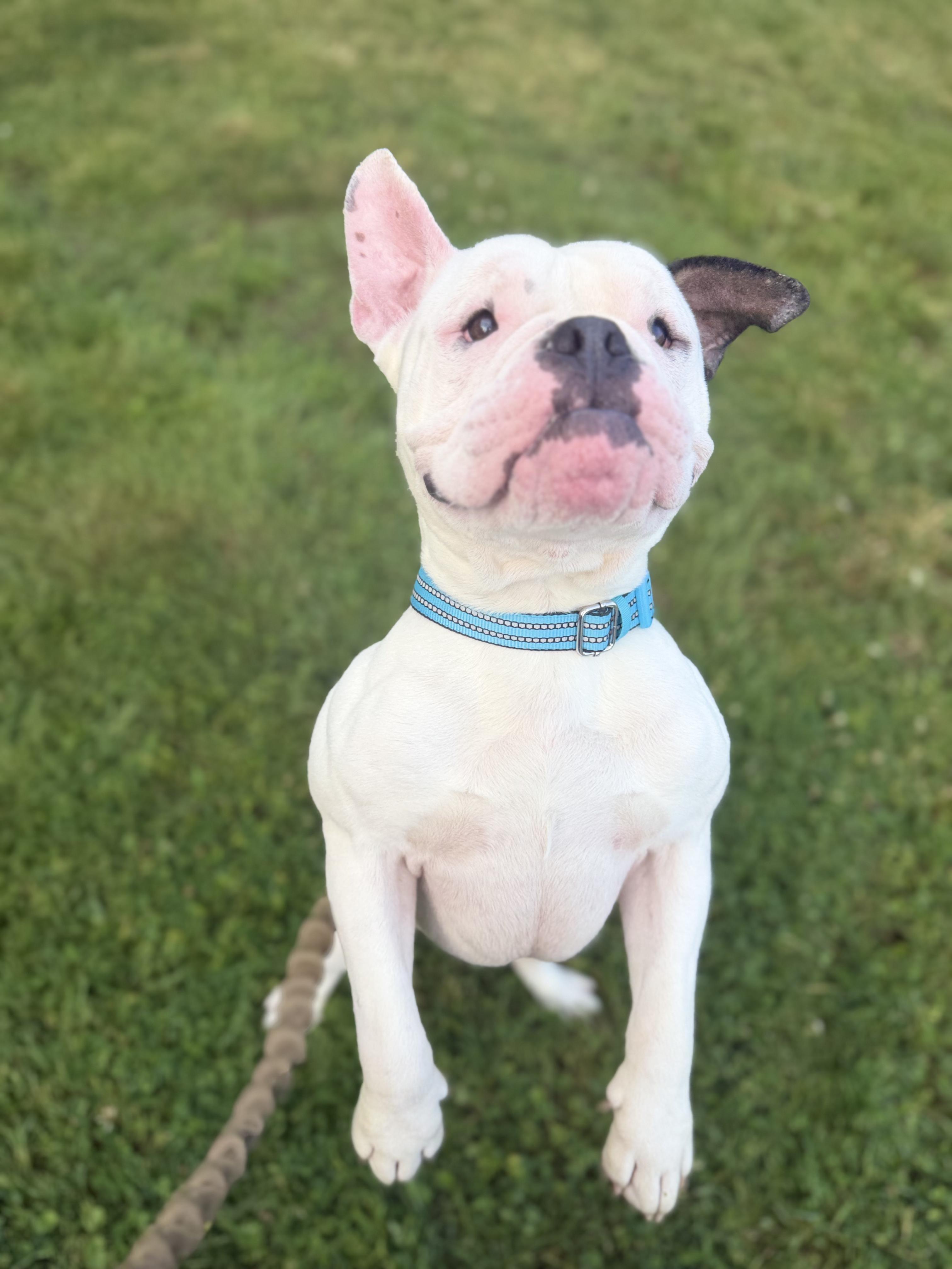 Enlarge Truman, a ADOPTABLE mixed breed in Clay, NY image 6/6