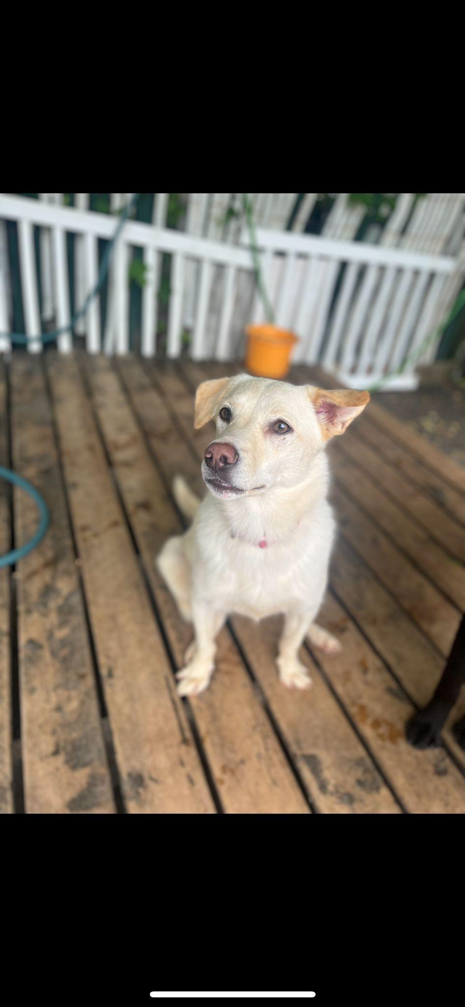 Enlarge Honey, a Adoptable mixed breed in Etobicoke, ON image 1/3