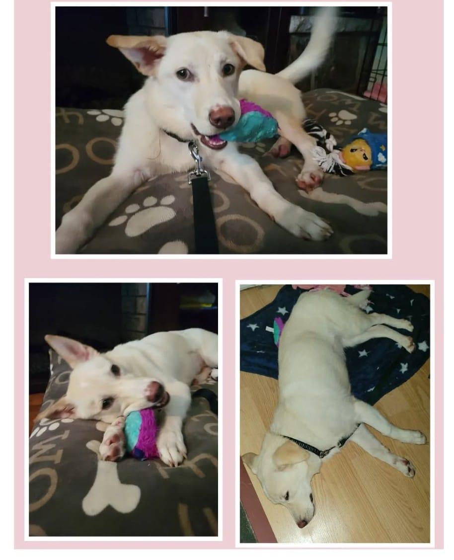 Enlarge Honey, a Adoptable mixed breed in Etobicoke, ON image 2/3