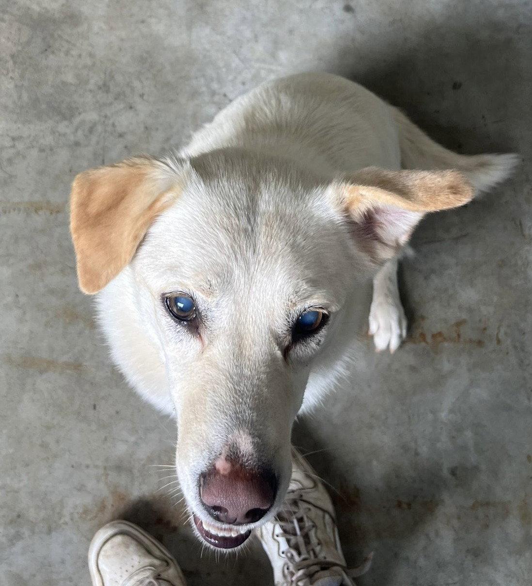 Enlarge Honey, a Adoptable mixed breed in Etobicoke, ON image 3/3