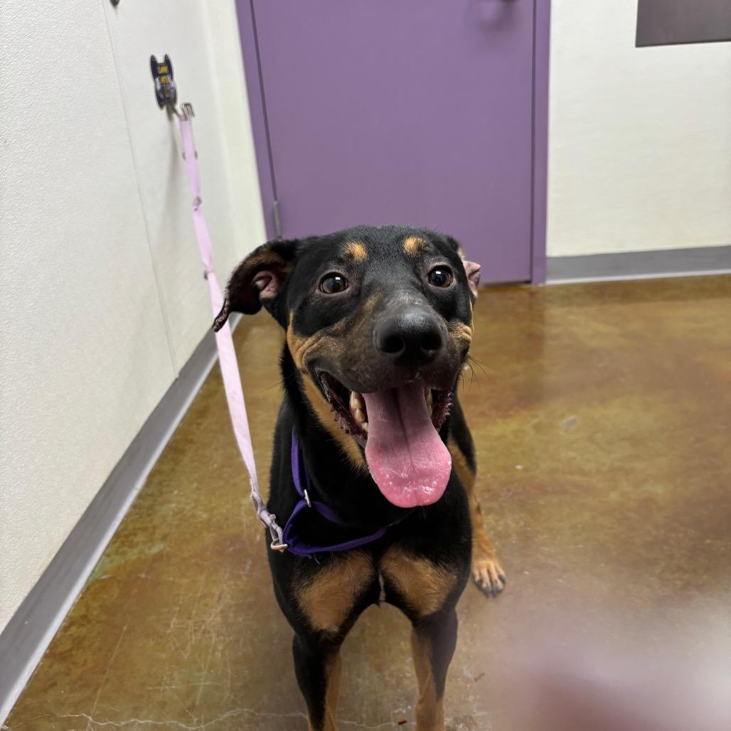 Enlarge Violet, a Adoptable mixed breed in Albuquerque, NM image 1/3