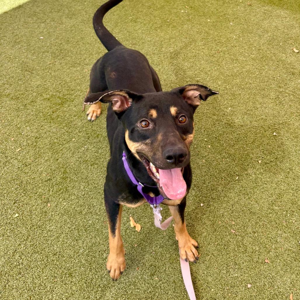 Enlarge Violet, a Adoptable mixed breed in Albuquerque, NM image 2/3