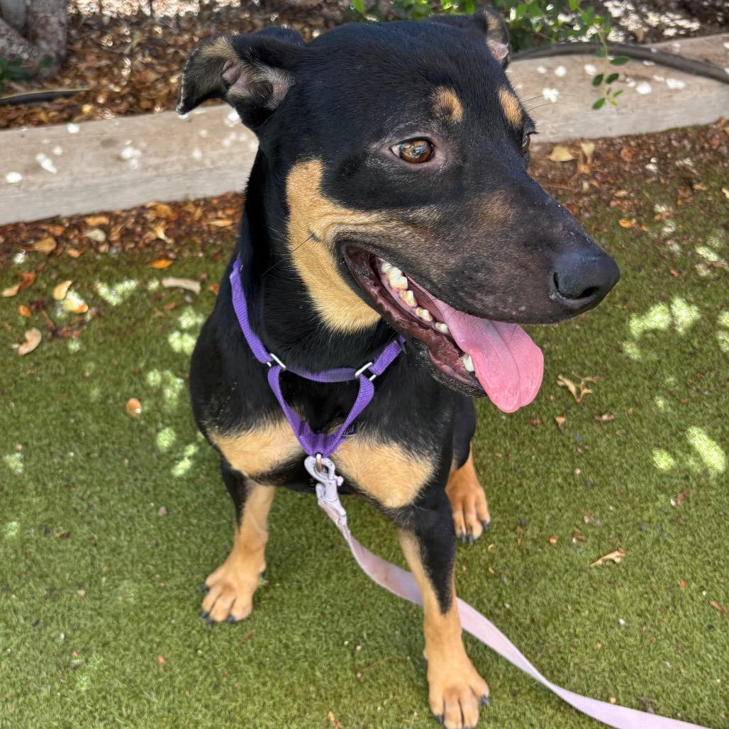 Enlarge Violet, a Adoptable mixed breed in Albuquerque, NM image 3/3