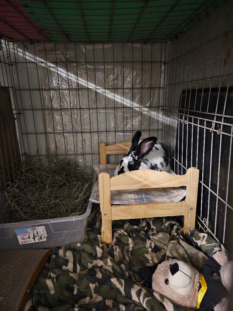 Moose, Adopted, Adult Female Flemish Giant.