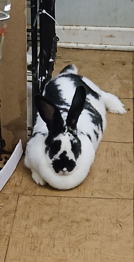 Enlarge Moose, a Adopted mixed breed in Kanata, ON image 2/4