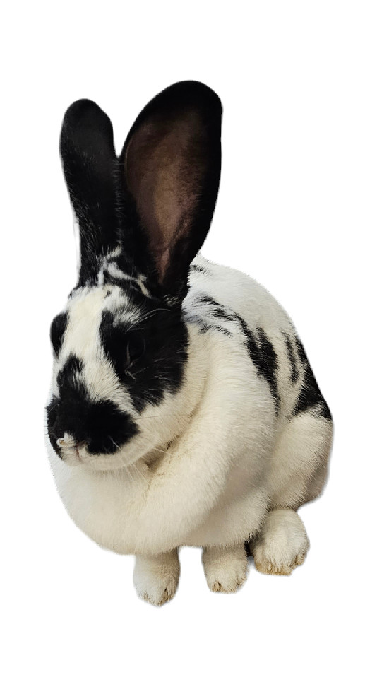 Enlarge Moose, a Adopted mixed breed in Kanata, ON image 3/4