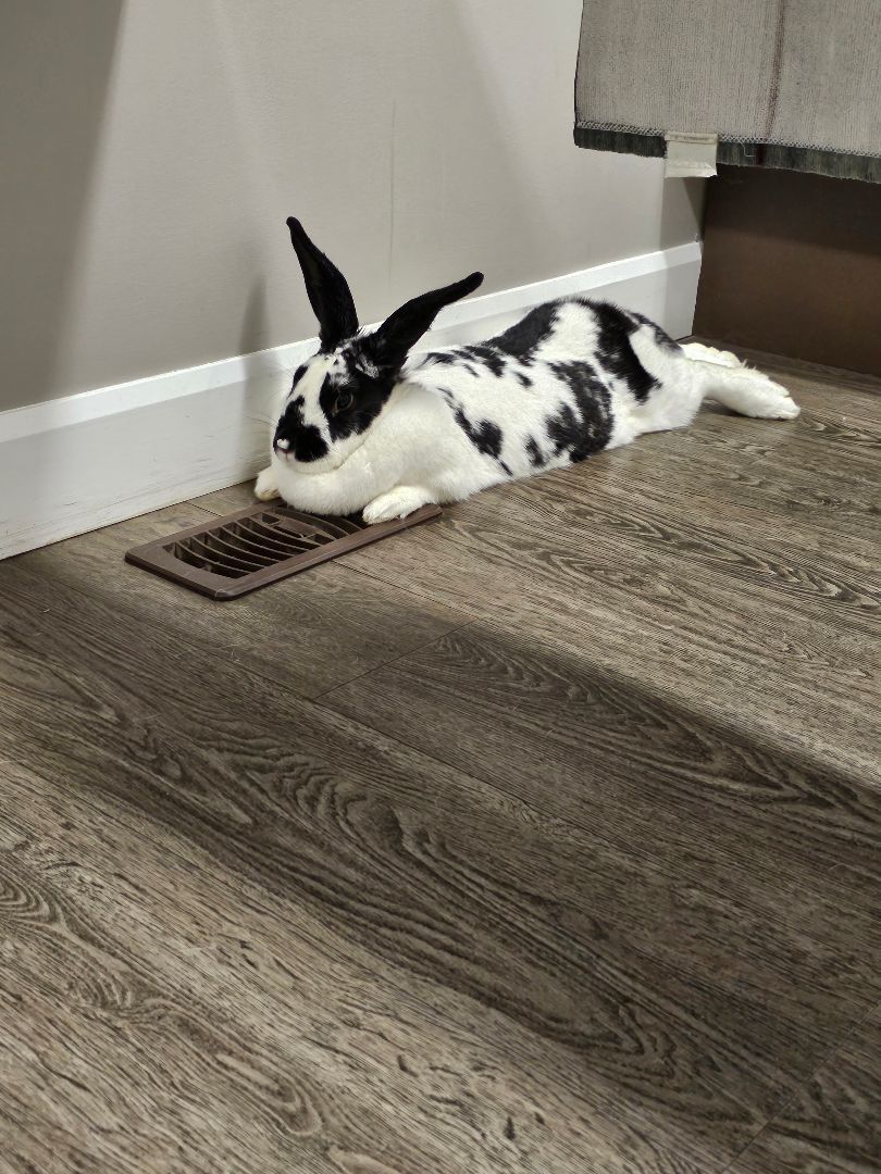 Enlarge Moose, a Adopted mixed breed in Kanata, ON image 4/4