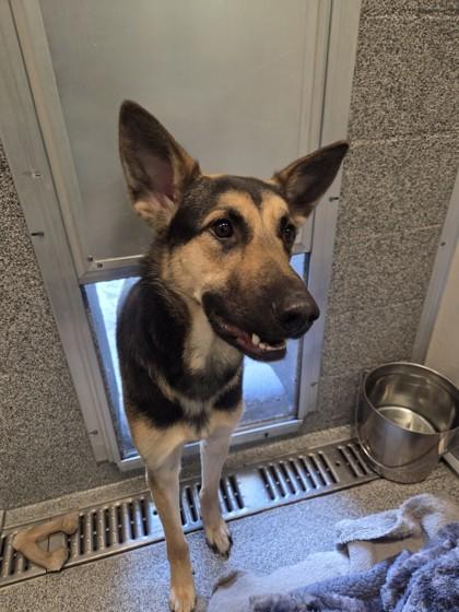 Enlarge Toby, a ADOPTABLE mixed breed in Hamilton, MT image 4/4