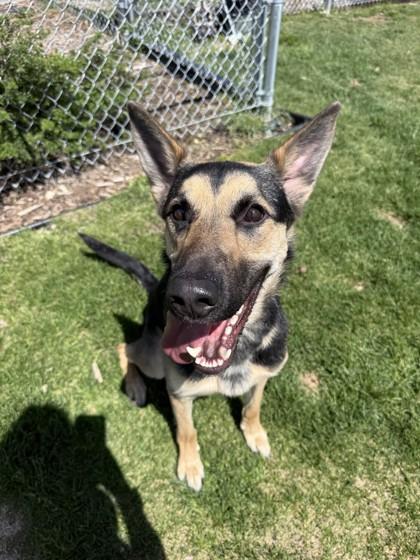 Toby, ADOPTABLE, Adult Male German Shepherd Dog.
