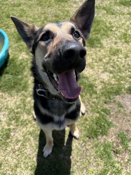 Enlarge Toby, a ADOPTABLE mixed breed in Hamilton, MT image 3/4
